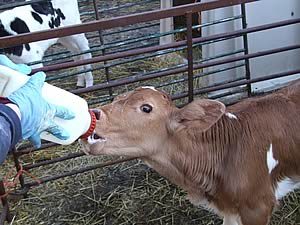 calf, milk, farm, dairy, agriculture